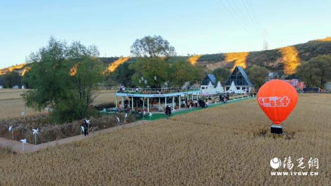 稻浪伴乐声 好物助振兴 榆阳区青云镇尤家湾兰若坊•柿子树下稻田音乐季燃动陕北深秋