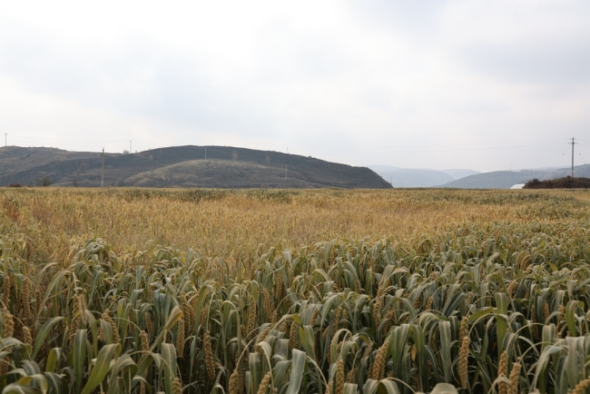 陕西府谷：高标准农田绘就好“丰”景