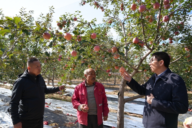 陕西靖边小河镇：果园丰收果农喜盼销路