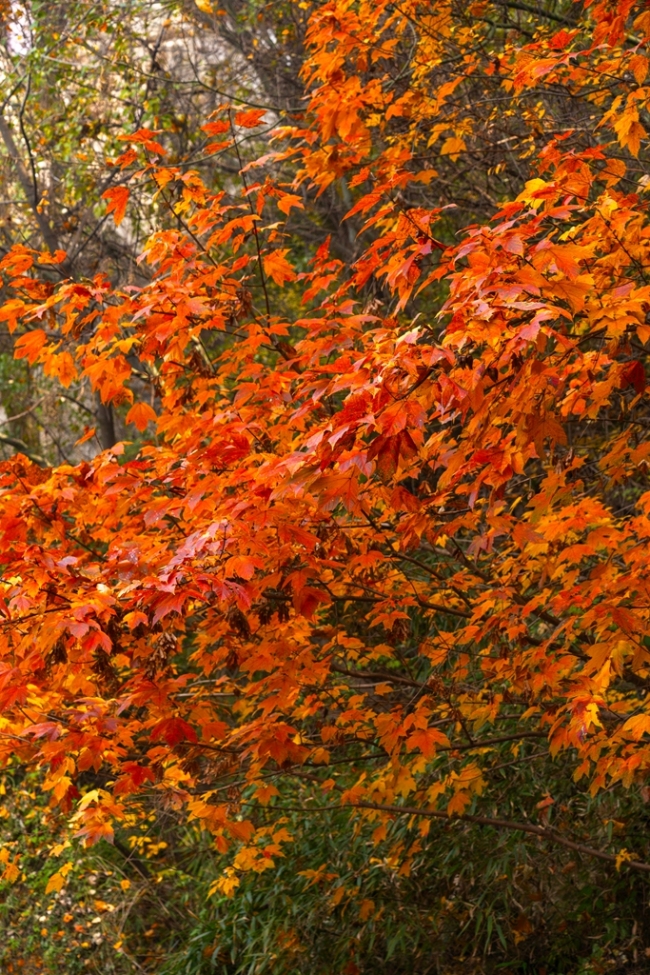 “瞰见秦岭 诗画终南”媒体景区行活动 邂逅南五台秋韵