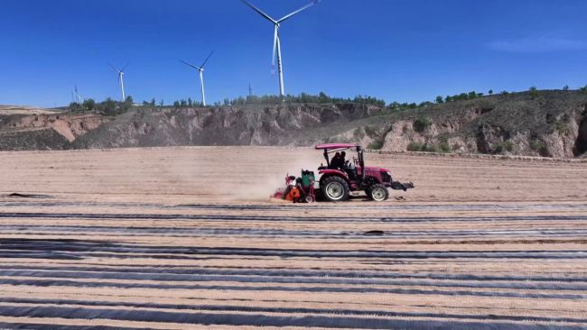 陕西府谷:“一地双收”结硕果 助农增收添活力