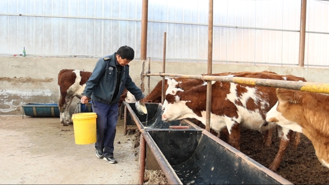 陕西府谷:从“养殖场”到“餐桌”,产业链通了