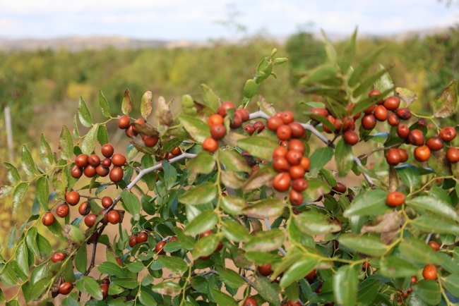 陕西神木:红葱铺绿酸枣流红 特色产业带富一方