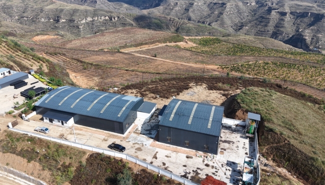 陕西神木:红葱铺绿酸枣流红 特色产业带富一方