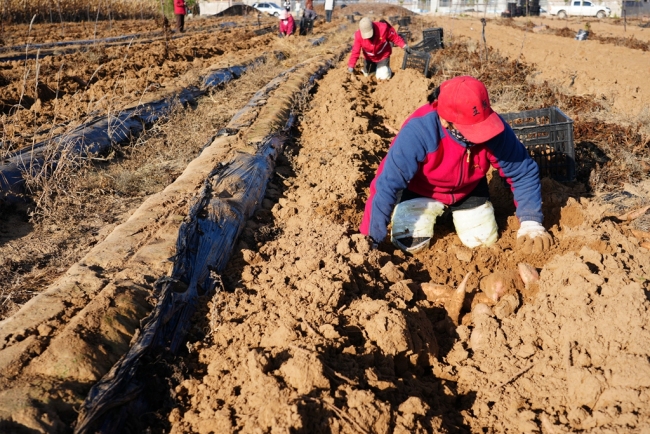 陕西靖边：产业兴 丰收甜