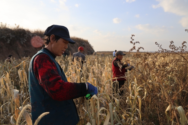 神木市栏杆堡镇：黄土沃野好“丰”景 杂粮绘就振兴图
