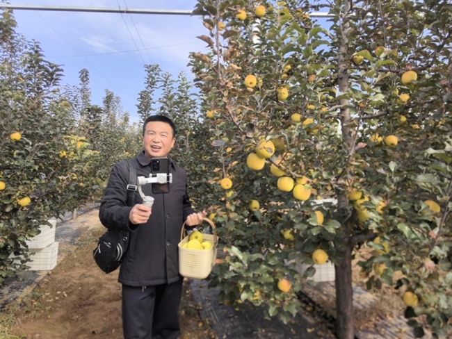 佳县举办第二届瑞雪苹果采摘节暨品鉴带销活动