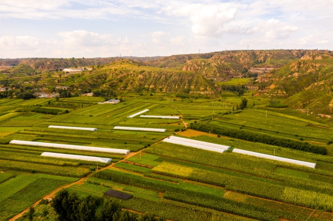 黄甫镇大桃山村双膜拱棚 焦裕鹏摄