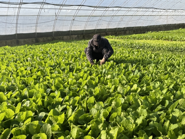 陕西神木：特色农产业激活乡村振兴新功