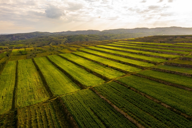 黄甫镇高标准农田 焦裕鹏摄