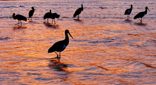 昔日“过客” 今朝“居民”——“鸟中大熊猫”黑鹳安居榆林
