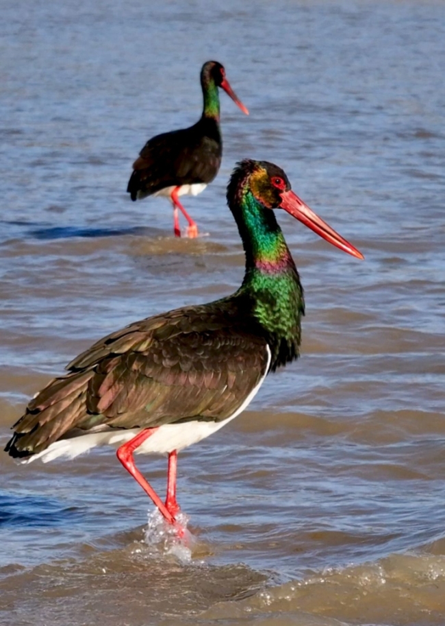 昔日“过客” 今朝“居民”——“鸟中大熊猫”黑鹳安居榆林