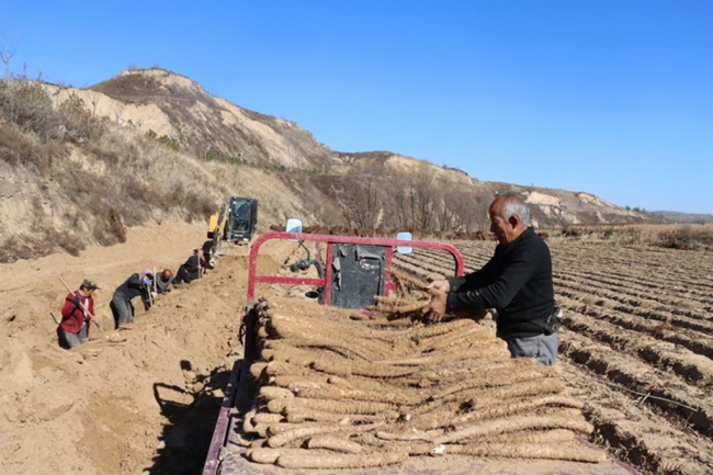 佳县山药采收忙 产业铺就致富路