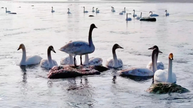 陕西府谷: 产业焕新筑根基 民生提质暖民心