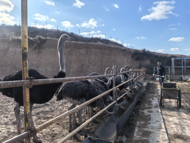 陕西神木:特色养殖激活乡村振兴新动能