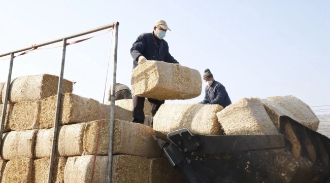 陕西绥德：牛产业链式发展“犇”向“牛日子”