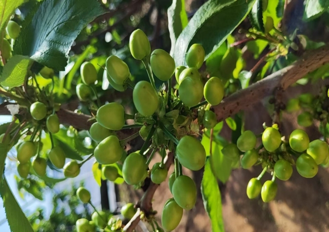 陕西靖边县设施樱桃管护忙 特色农业拓宽振兴路