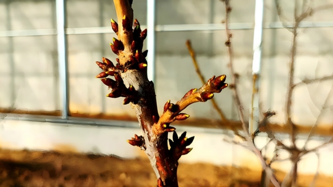 “一水两用、一棚双收” 府谷循环农业激活乡村振兴“一池春水”