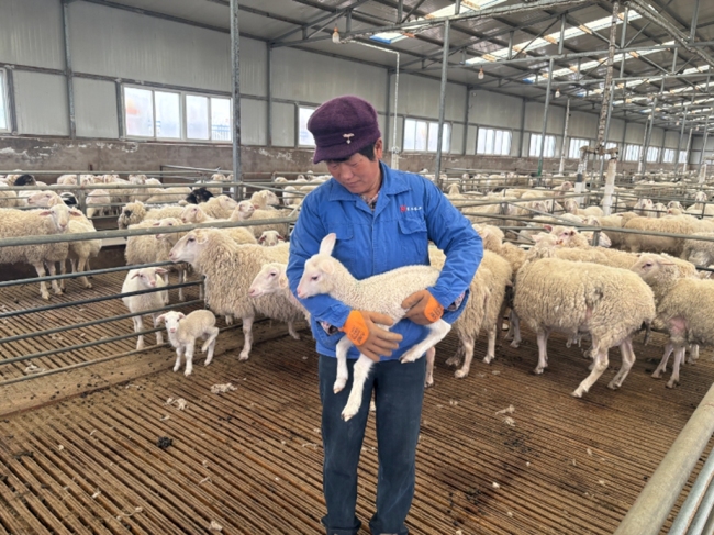 神木市中鸡镇：产业赋能促增收 基建提速惠民生