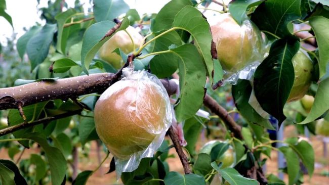 “吴堡梨农”获评市级劳务品牌 以果为媒铺就富民增收路