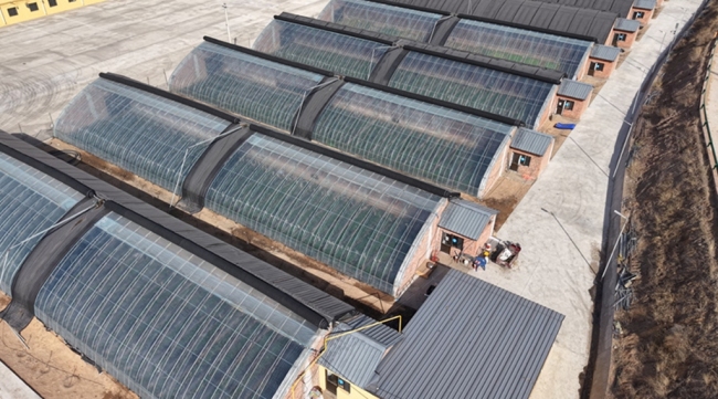 神木市辛伙盘村：草莓丰收迎采摘 特色产业促增收