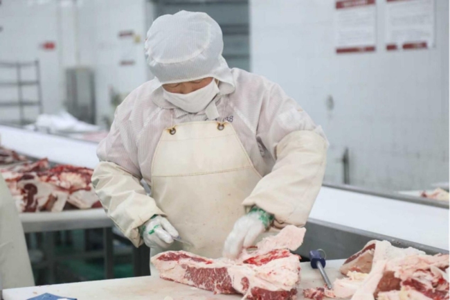 秦宝食品公司生产车间工人正在分割牛肉