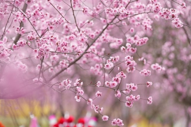 春游周至·花漾秦岭系列活动盛大启幕——三月的周至，邀你共赴一场花与文化的春日之约
