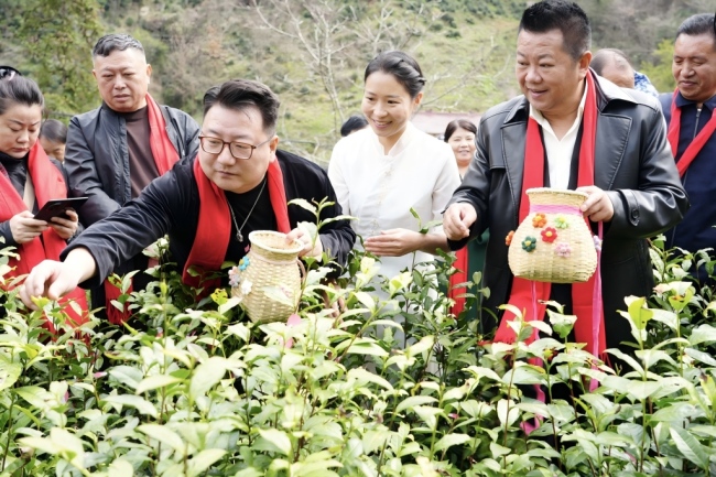 喊山醒茶！镇安11.8万象园亩春茶开园