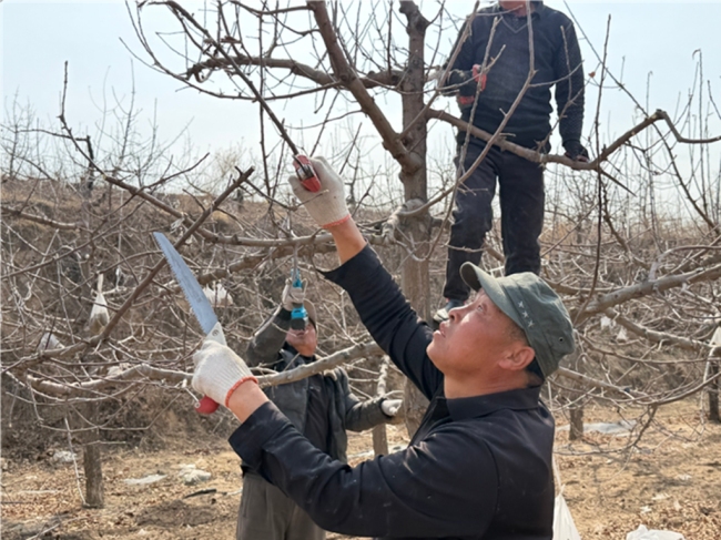 陕西神木：抢抓农时修剪忙 科学管护助增收