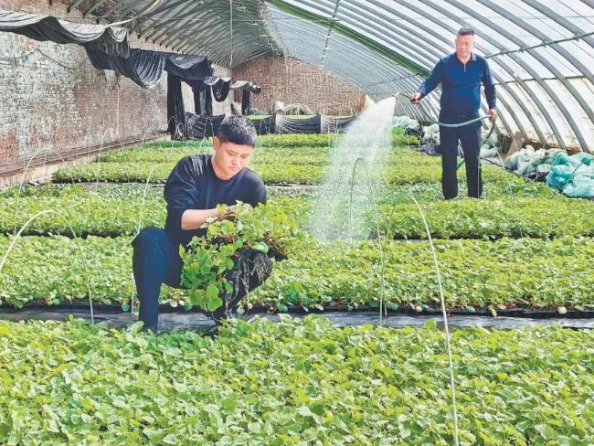 色草湾村甜瓜熟了！这对“父子兵”靠育苗，让全村都甜起来