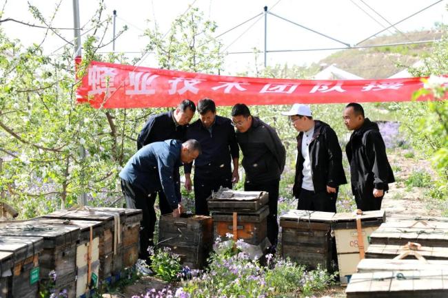 陕西绥德：蜜蜂科技赋能苹果产业 授粉示范助力乡村振兴