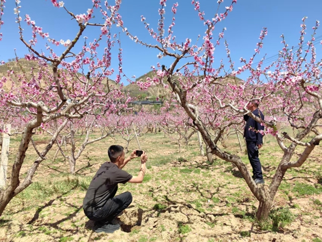 靖边这里美出圈 更“富”出圈