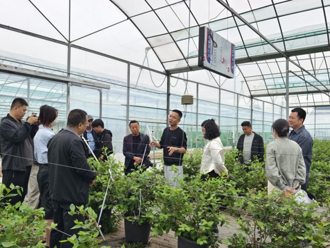 陕西眉县：大棚产业兴乡村 果蔬种植促增收