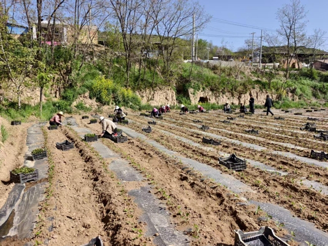 陕煤铜川矿业公司驻村工作队：16.3万株幼苗扎根东王村 集体经济再添“绿色引擎”