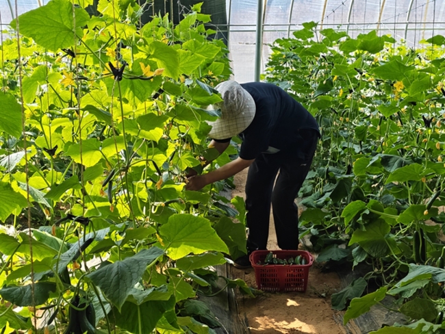 神木:特色种植兴产业 农旅融合促振兴