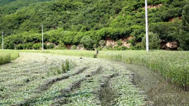 陕西宜君：小小艾草收割忙 铺就乡村致富路