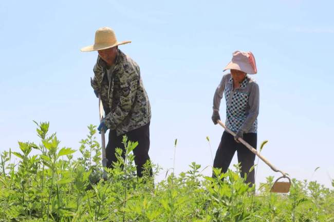 陕西宜君：艾草成为“致富草” 产业铺就振兴路