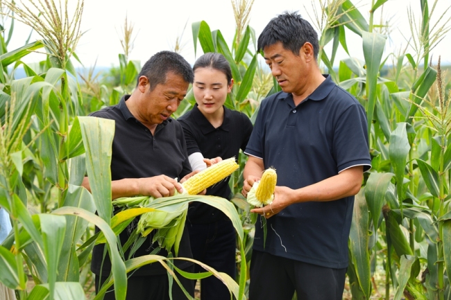 宜君鲜食玉米迎丰收 甜棒子种出好光景