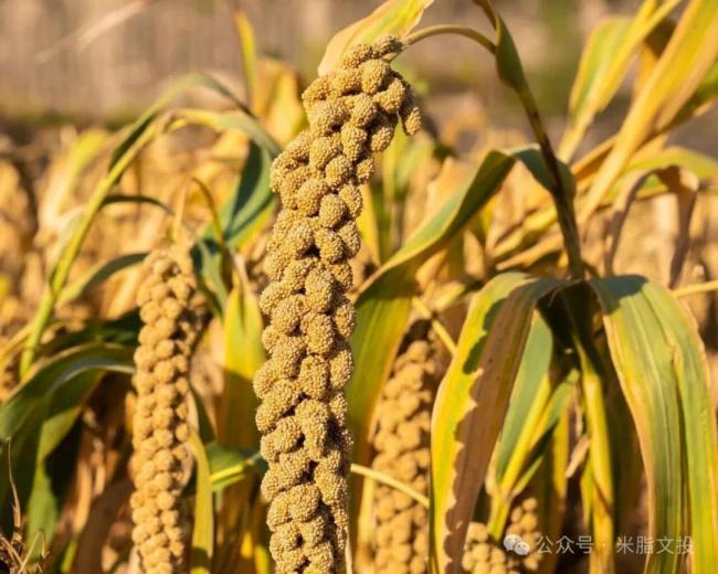陕西米脂小米种植系统入选中国重要农业文化遗产