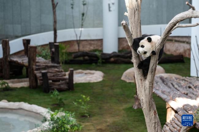 卡塔尔熊猫馆正式对公众开放