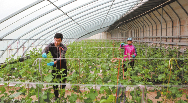 临汾：发展新型农业模式 带动村民增收致富