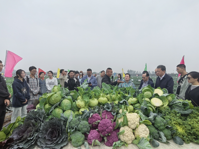 2024年太原秋季露地蔬菜地展博览园新品种观摩会在清徐成功举办