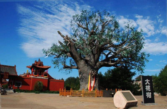 The 5A Tourist Attraction in Shanxi(A World-Class Premium Destination in China) - Hongtong Dahuaishu Ancestor Memorial Garden