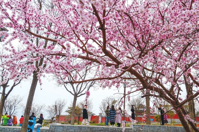 花枝春满