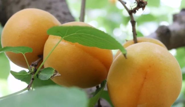 Sharing Shanxi with the World: Gift of the Loess, Fruits Across the Seas