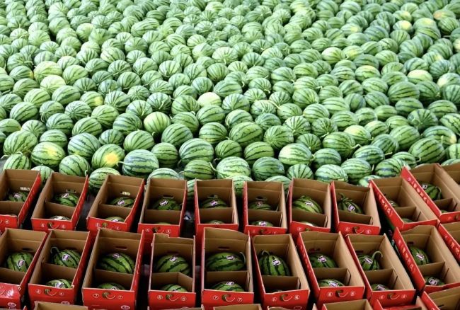 Xiale Watermelon: A Sweet Gift from 35° North Latitude
