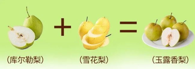 Yuluxiang Pear: Crisp, Sweet, and Juicy in Loess Memory