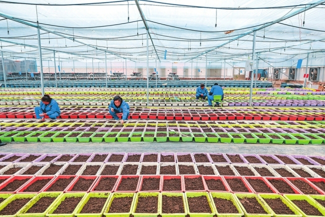 培育蔬菜幼苗