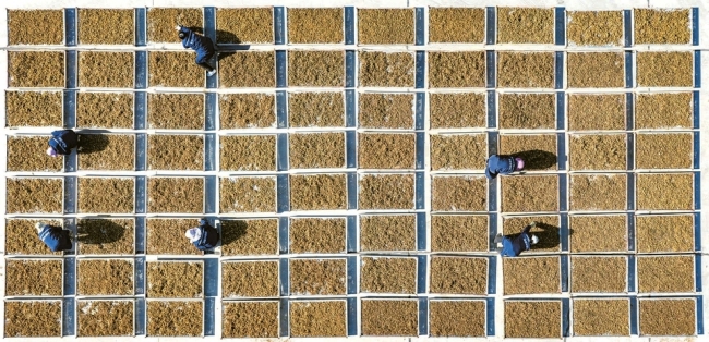 万荣县：大力发展中医药产业 带动农户增收