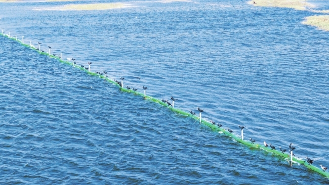 成群鸬鹚在永济市伍姓湖湿地栖息